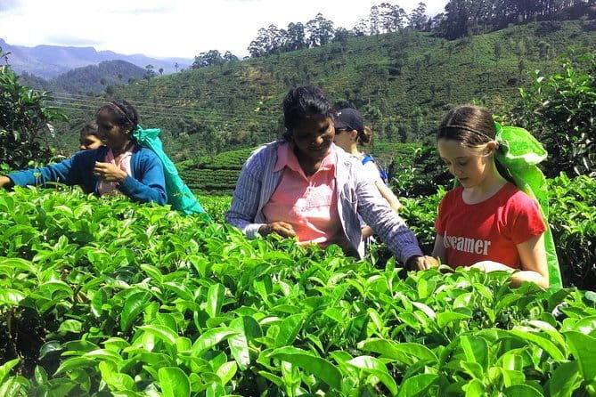 Trekking & Picnic in The Tea Plantation From Ella, Haputale & Bandarawela - FAQ