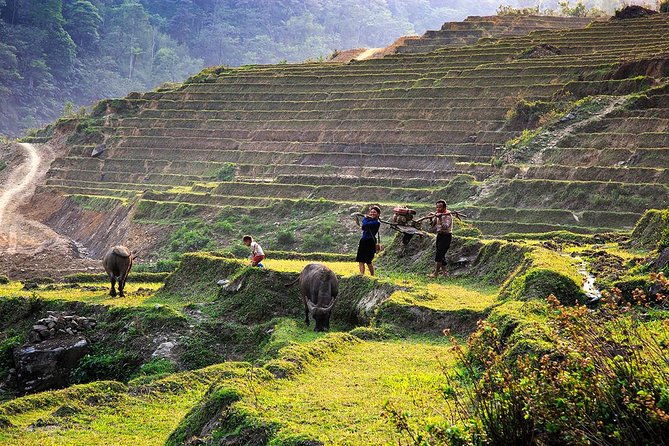 Trekking Through Rice Terraced Fields - 1Day - The Sum Up