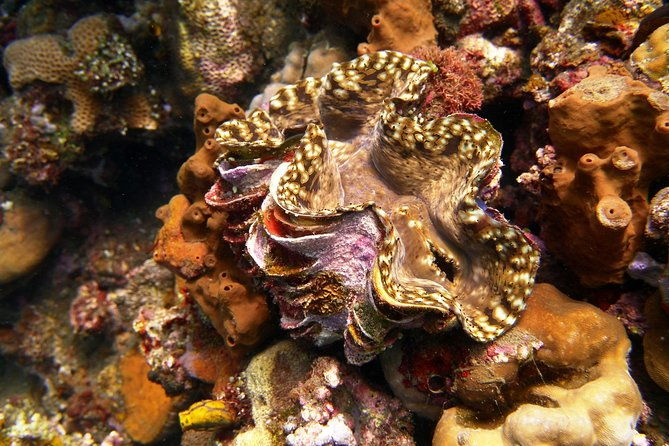 Try Scuba Diving at Tulamben Shipwreck - Final Thoughts