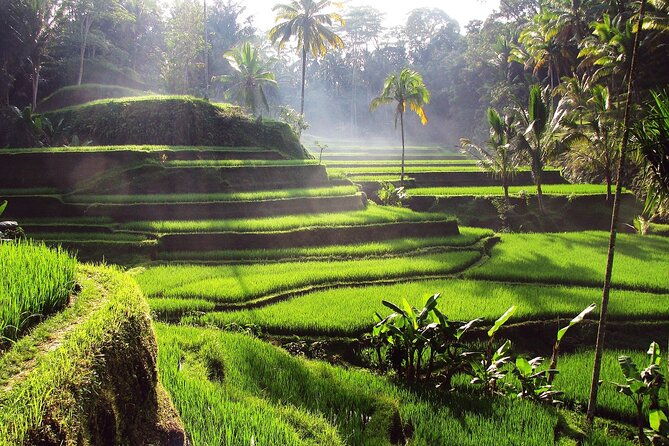 Ubud: Waterfall, Rice Terraces, and Monkey Forest Private Tour - The Sum Up