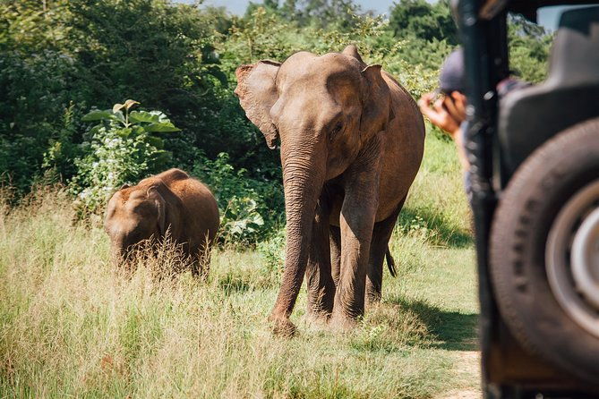 UDAWALAWA National Park ALL INCLUSIVE Tour with PICK UP INCLUDED - FAQ