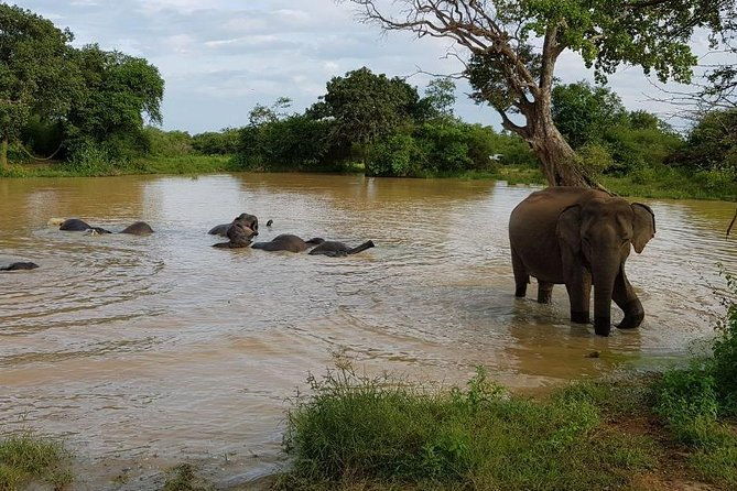 Udawalawa National Park half day Safari - FAQ