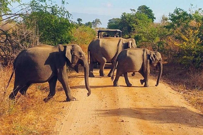 Udawalawa Safari Drive From Galle, Weligama, Mirissa & Dickwella - Final Thoughts