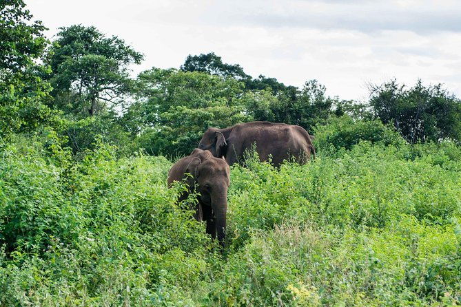 Udawalawe National Park Safari | From Mirissa | Galle | Weligama - FAQs