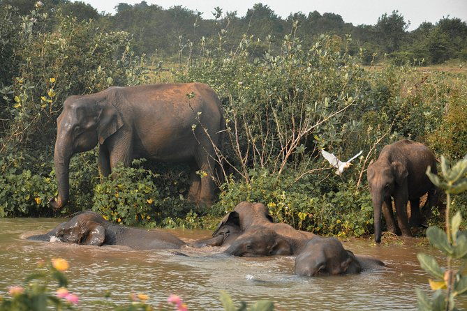 Udawalawe National Park Safari from Mirissa - Who Will Love This Tour?