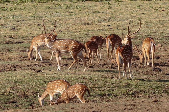 Udawalawe National Park Safari from Yala - Who Is This Tour Best For?