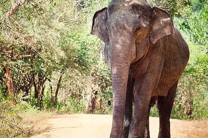 Udawalawe National Park Safari with Private Driver-Jeep and Enter ticket - FAQ