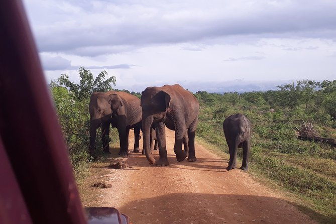 Udawalawe Safari Day Tour From Kandy - Authentic Encounters and Reviewer Insights