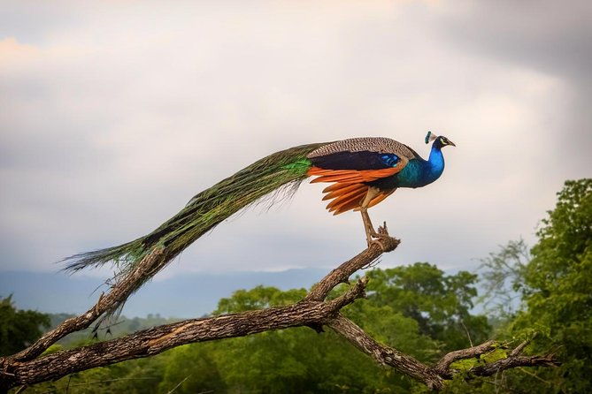 Udawalawe Safari Day Trip with Return Transport - All Inclusive - FAQ