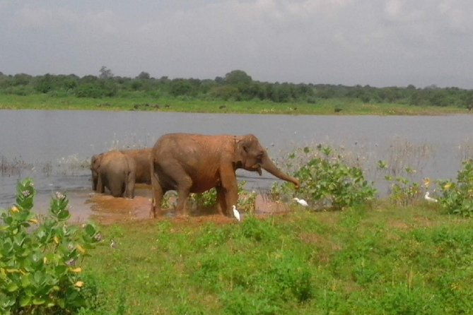 Udawalawe Safari - Private & Customize Tour - Final Thoughts