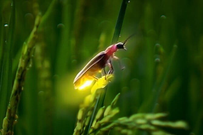 VIllage Firefly Night Tour - Ubud Bali - FAQ: Your Questions Answered