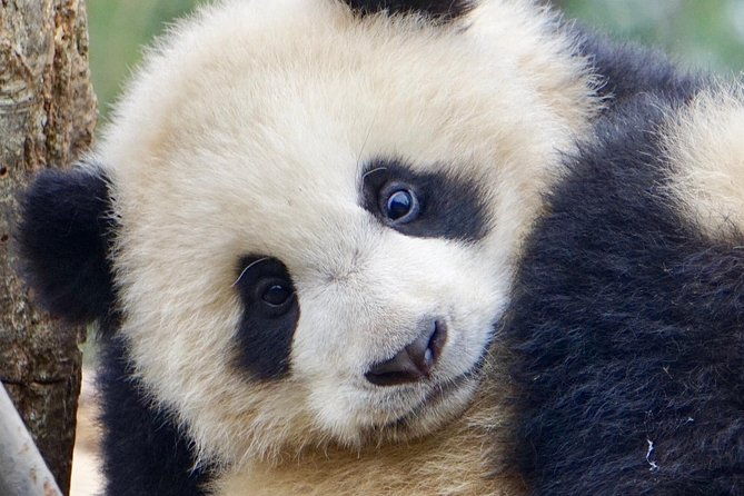 Visiting Dujiangyan Yaan Wolong Panda Base Optional Volunteering - Frequently Asked Questions (FAQs)