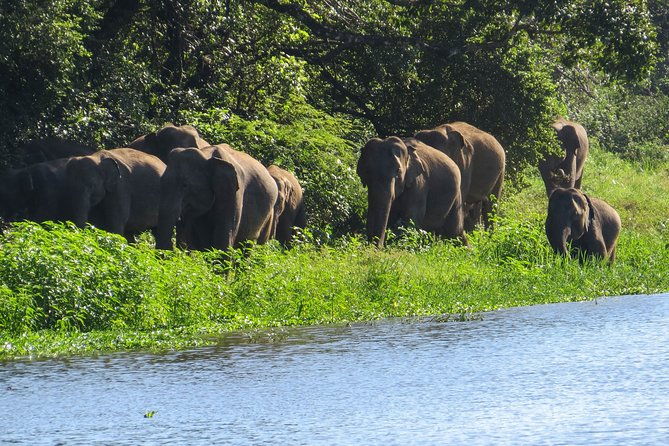 Wasgamuwa National Park Safari - Who Should Consider This Tour?