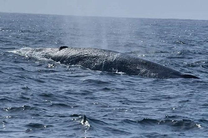 Whales & Dolphin Watching Day Tour including Handunugoda Teafactory - Final Thoughts: Who Will Love This Tour?