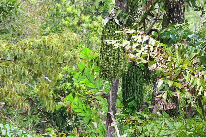 Wonders of Nui Chua National Park - Day Trek in Vinh Hy Bay - FAQ