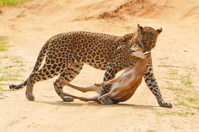 Yala half day safari - The Sum Up