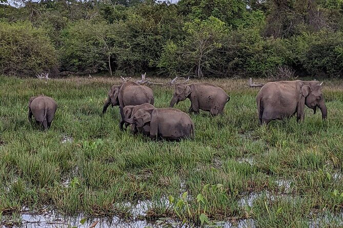 Yala National Park - Full Day Safari (04:30 am - 06:00 pm) - Final Thoughts: Who Should Consider This Safari?