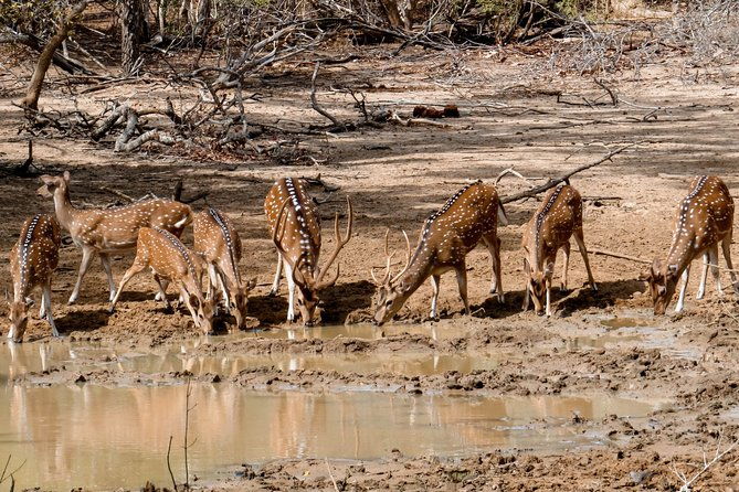 Yala National Park Private Safari - Who Would Love This Safari?