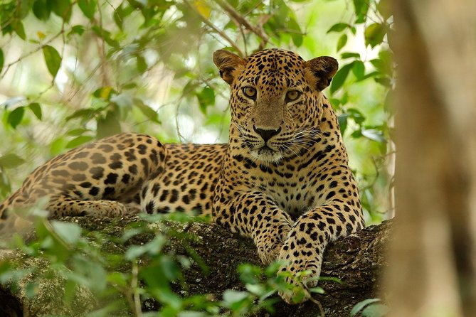 Yala National Park Private Safari (All Inclusive) From Mirissa - Final Words