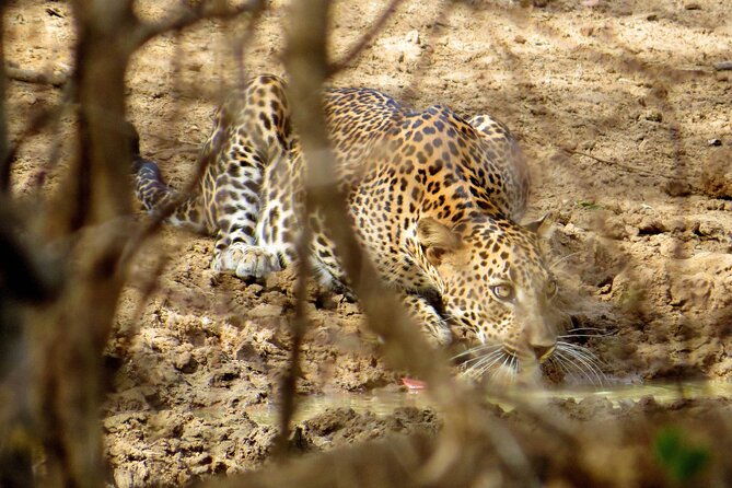 Yala National Park Safari from Galle - Final Thoughts: Is This Tour Worth It?