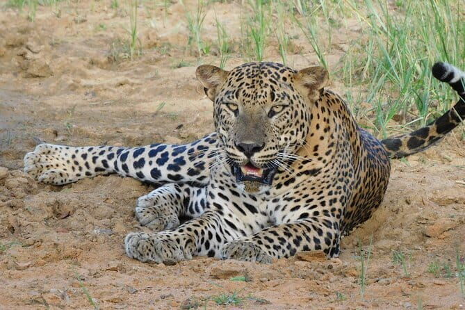 Yala National Park Safari from Hambantota Seaport - Final Word