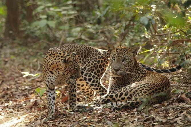 Yala National Park Safari - Half day and Full day - The Downside to Consider