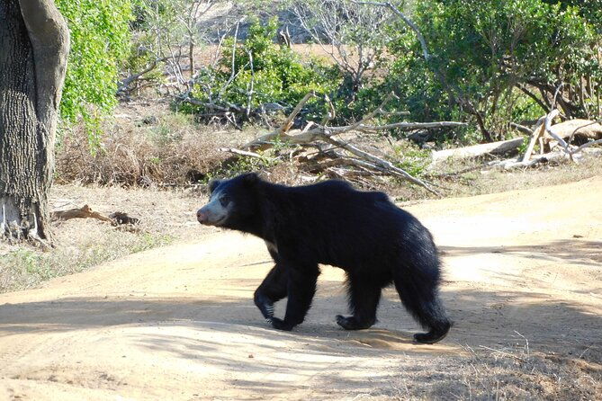 Yala National Park Safari Tours - Half Day & Full Day - FAQs