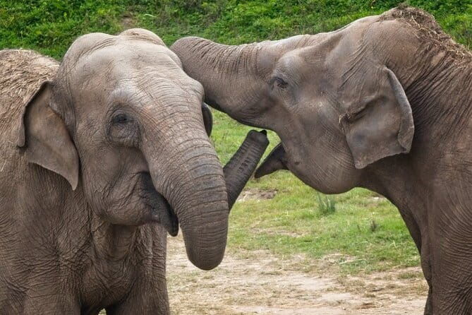 Yala National Park Tour From Hambantota Port - The Sum Up