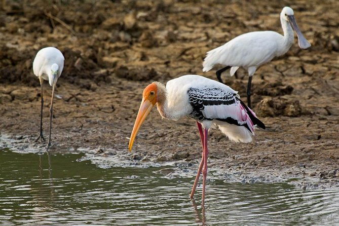 Yala Safari Day Trip from Bentota/ Kalutara/ Ahungalla/ Hikkaduwa - Practical Considerations and Tips