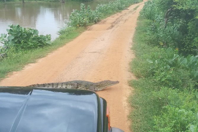 Yala Safari Jeep tour with Abraham Travel - FAQs