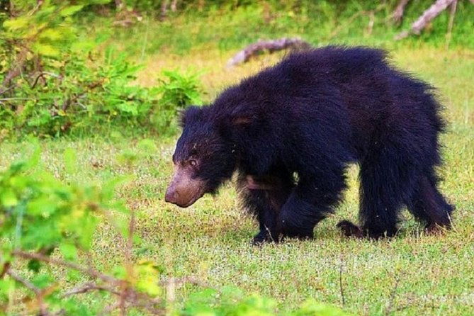 Yala Safari Private Day Tour Kaluthara/Beruwala/Bentota/Kosgoda/Ahungalla - Pricing: Is It Worth It?