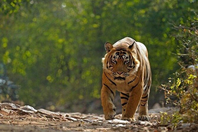 5 Day Private Tour of Tigers, Taj Mahal and Palaces from Cochin - Experience the Best of India in Five Days: Tigers, Taj Mahal, and Palaces from Cochin