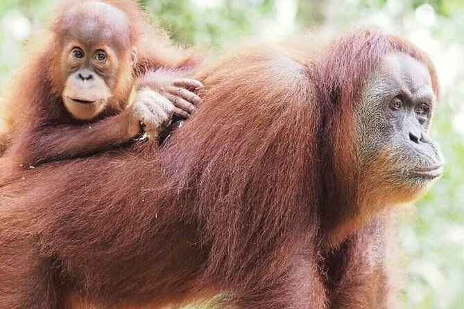 5 Day's 4 Night's jungle Tour trekking in Bukit Lawang - Exploring the 5-Day Jungle Trekking Tour in Bukit Lawang: An Authentic Adventure