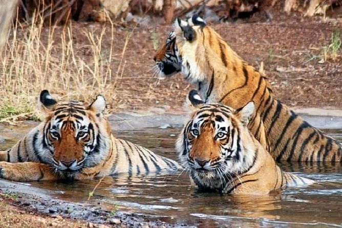 04 Days Ranthambore Tiger Tour With Agra & Jaipur By Car From Delhi - FAQ