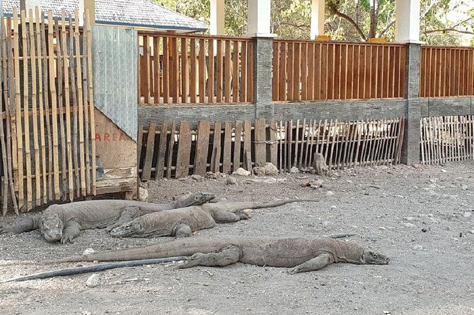 1- day Komodo island Tour hopping around by Speed Boat - Authentic Experiences from Reviews
