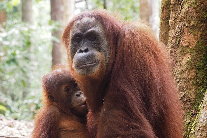 2-Day Jungle Trekking & Rafting in North Sumatra - Final Thoughts
