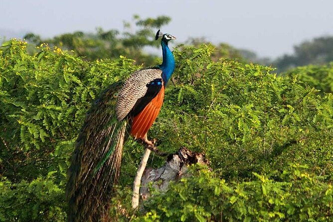 2 Day Private Tour of Yala wild Safari & Galle Sightseeing - All Inclusive - FAQ