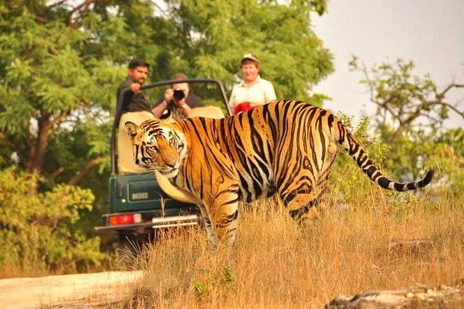 2-Days Private Ranthambhore Tiger Tour from Jaipur - FAQ