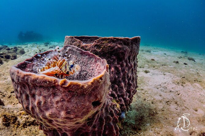 (2 Dives) Discover Scuba Diving Kota Kinabalu - Frequently Asked Questions