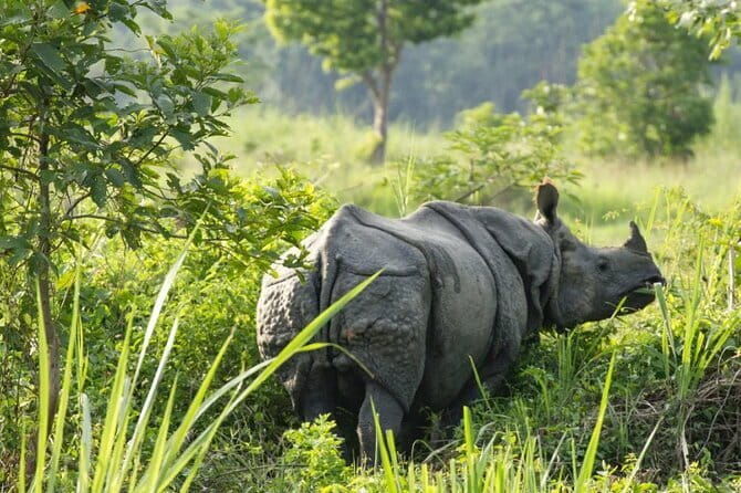 2 Night 3 Day Chitwan Jungle Safari Tour from Pokhara - Practical Tips for Your Safari Adventure