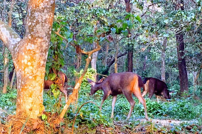 2 Nights 3 Days Chitwan Wildlife Jungle Safari Package Tour - Final Thoughts