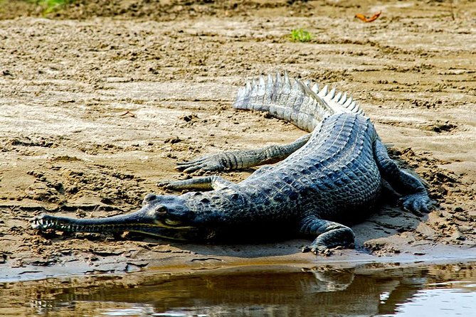 2 Nights Chitwan Luxury Tour from Kathmandu or Pokhara - FAQ