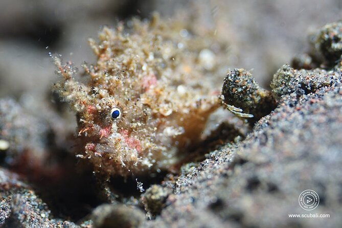 2 or 3 dives in Nusa Lembongan and Penida, for certified diver (in Lembongan) - Final Words