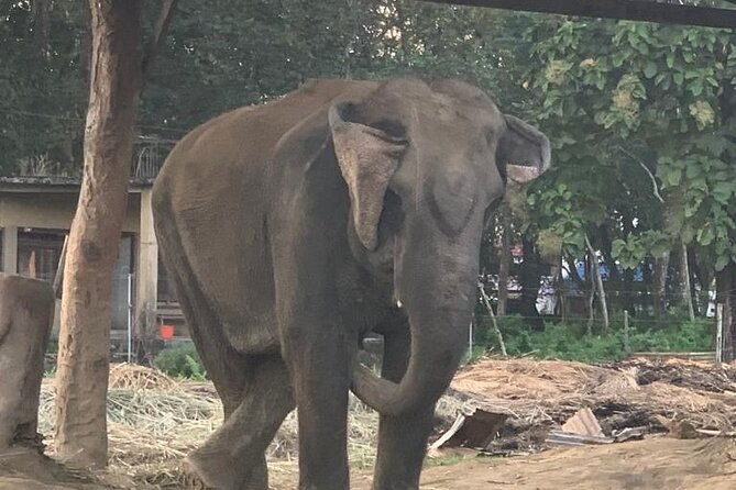 3-Day All Inclusive Chitwan Jungle Safari Tour From Kathmandu - The Sum Up