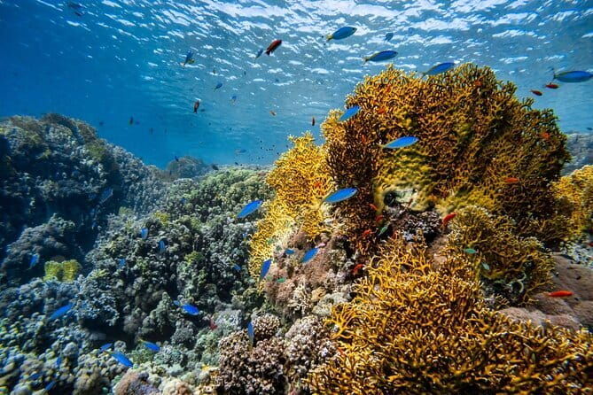 3 Fun Dives in Racha Yai and Racha Noi for Certified Divers - FAQs