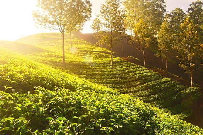 3 Nights Private Kerala Premium Package by Sanguine Holidays - What We Loved and What to Consider