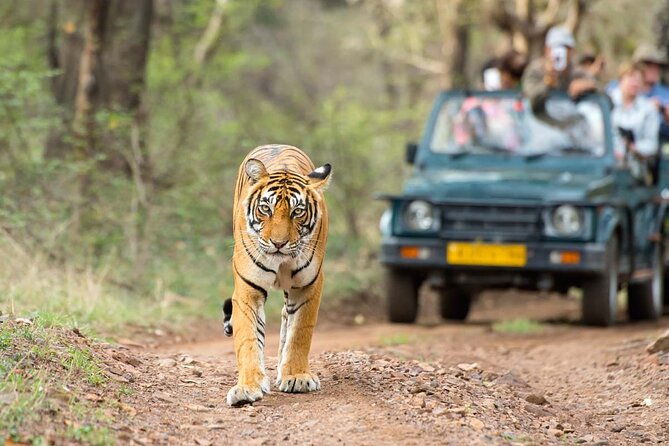 4 Days: Jaipur, Ranthambore Tigers & Taj Mahal Tour From Jaipur With Delhi Drop - FAQ