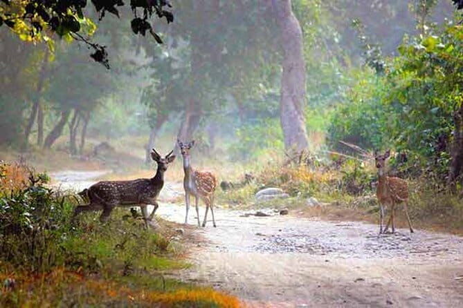 5-Day Golden Triangle Delhi Agra Jaipur Tour with Leopard Safari - Frequently Asked Questions