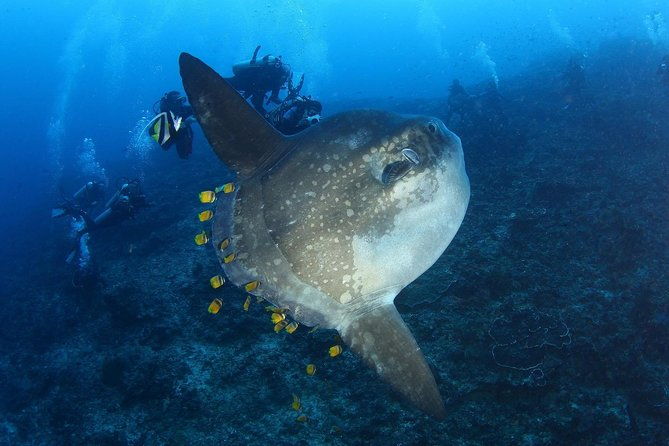 5 Fun Dives in Nusa Lembongan (for certified divers) - Swim with a Mola Mola - Practical Considerations