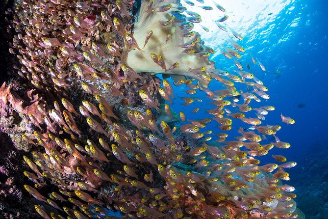 5 Fun Dives in Pemuteran (for certified divers) - Exploration in Menjangan Park - Who Would Enjoy This Tour?